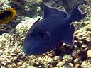 Redtooth Triggerfish